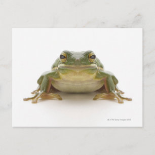 Grönt träd groda (Hylidae cinerea) Vykort