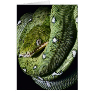 Grönt träd-orm emerald boa i Bolivia Hälsningskort