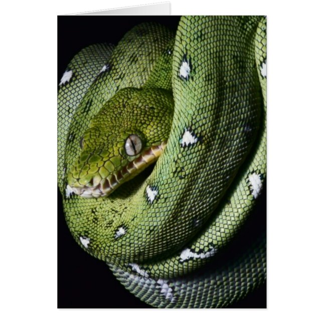 Grönt träd-orm emerald boa i Bolivia Hälsningskort (Framsidan)
