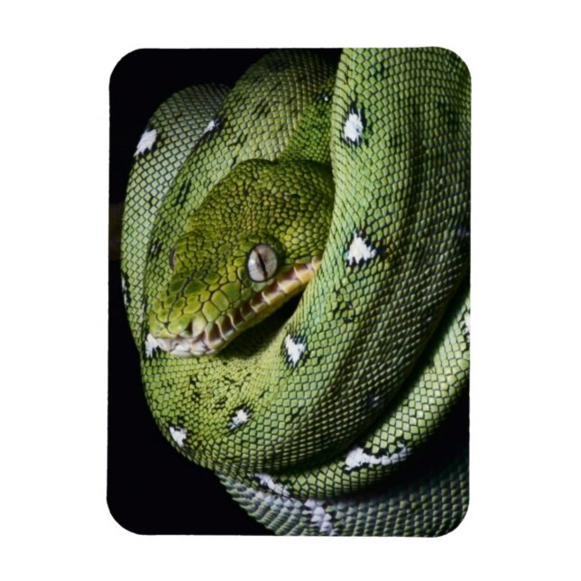 Grönt träd-orm emerald boa i Bolivia Magnet (Vertikal)