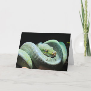 Grönt Träd Python - fiskekort för orm Kort