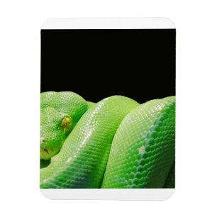grönt träd python magnet
