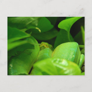 grönt träd python orake vykort