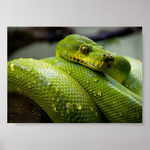 Grönt Träd Python Poster