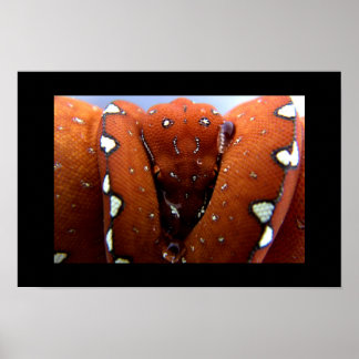 Grönt Träd Python Poster