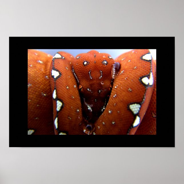 Grönt Träd Python Poster (Framsidan)