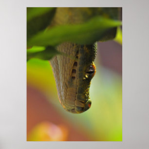 Grönt Träd Python Poster