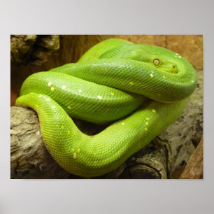 Grönt Träd Python Poster