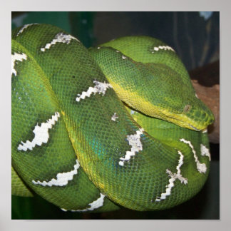 Grönt Träd Python Poster