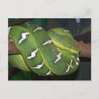 Grönt Träd Python Vykort