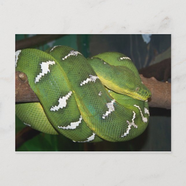 Grönt Träd Python Vykort (Framsida)