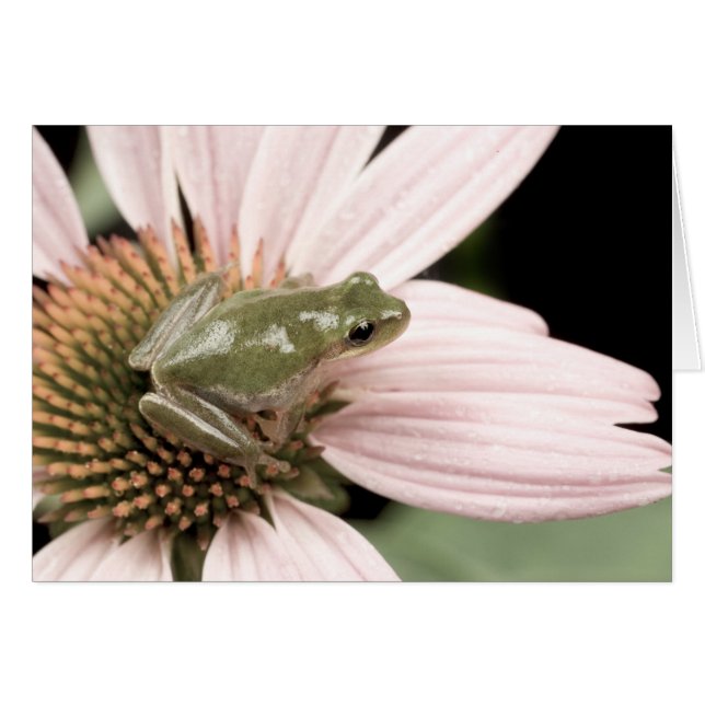 Grönt Treefrog Card Hälsningskort (Framsidan Horizontal)