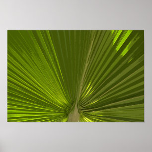 Grönt Tropical Handflatan Träd Frond Poster