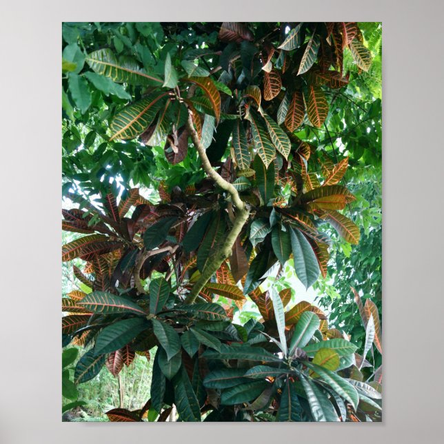 Grönt Tropical Jungle Poster (Framsidan)
