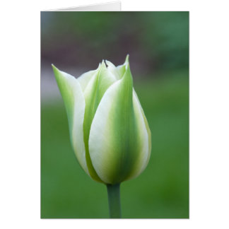 Grönt Tulip Hälsningskort