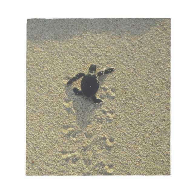 Grönt Turtle, (Chelonia mydas), hatchling Anteckningsblock (Framsida)
