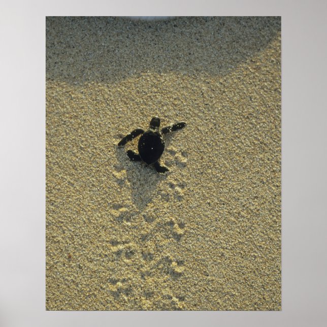 Grönt Turtle, (Chelonia mydas), hatchling Poster (Framsidan)