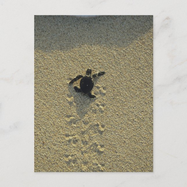 Grönt Turtle, (Chelonia mydas), hatchling Vykort (Framsida)