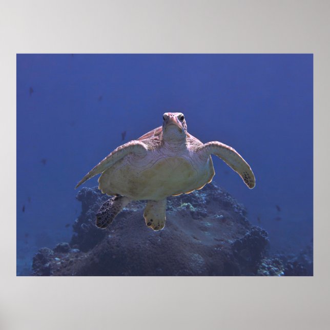 Grönt Turtle Cruising Poster (Framsidan)