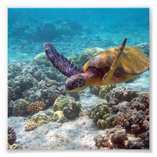 Grönt Turtle Fototryck (Framsidan)