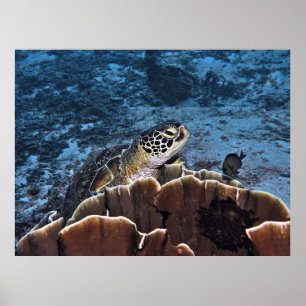 Grönt Turtle on Coral Poster