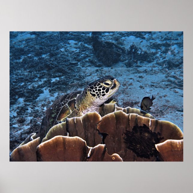 Grönt Turtle on Coral Poster (Framsidan)