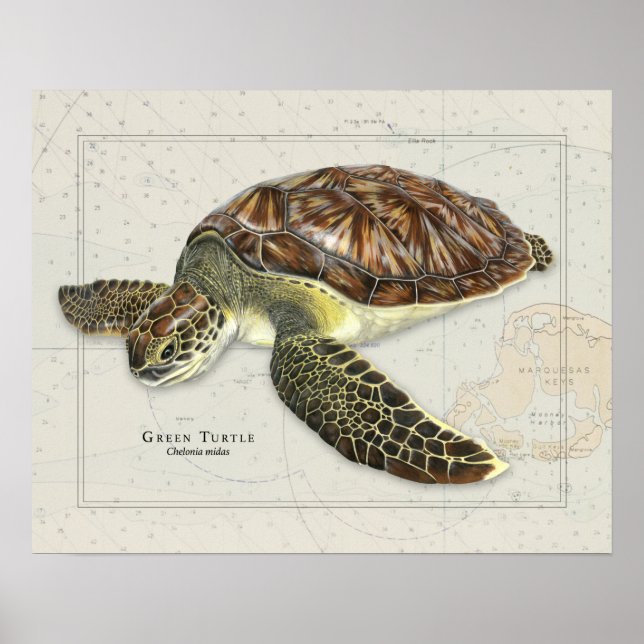 Grönt Turtle over Nautical Chart Poster (Framsidan)