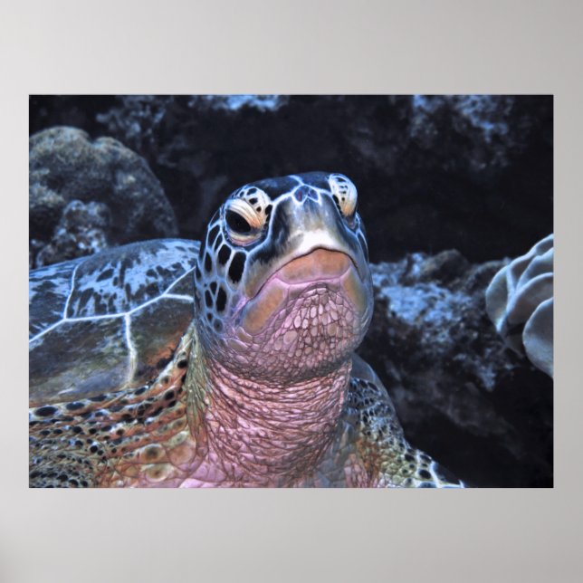 Grönt Turtle Porträtt II Poster (Framsidan)
