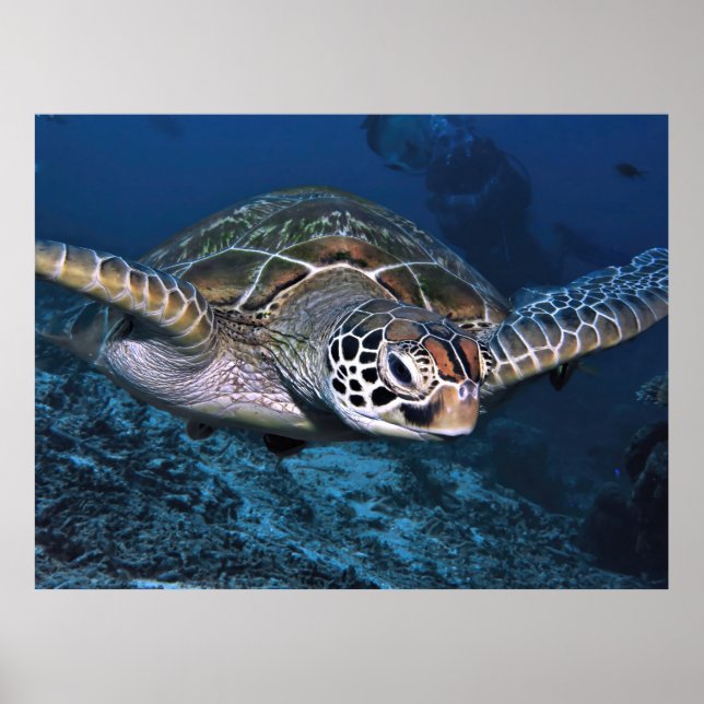 Grönt Turtle Up Close Poster (Framsidan)