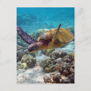 Grönt Turtle Vykort