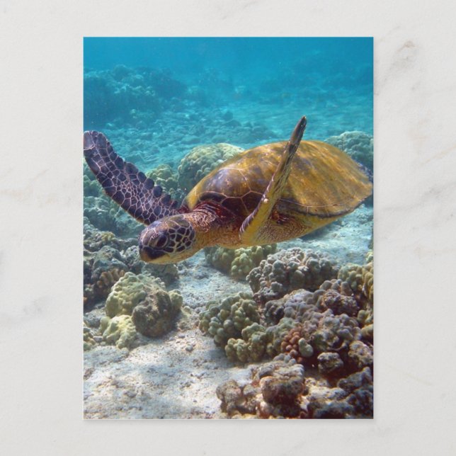 Grönt Turtle Vykort (Framsida)
