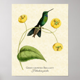 Grönt - Utskrift av briljant hummingbird Art Poster