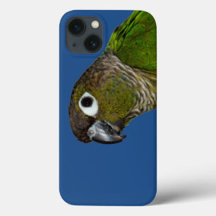Grönt varade fräck mot Conure