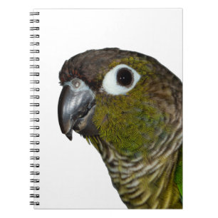 Grönt varade fräck mot Conure Anteckningsbok