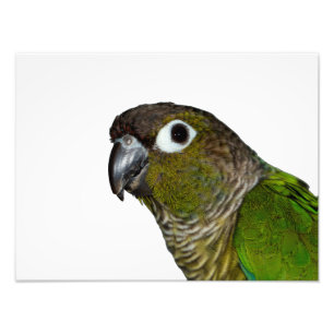 Grönt varade fräck mot Conure Fototryck