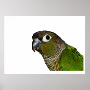 Grönt varade fräck mot Conure Poster