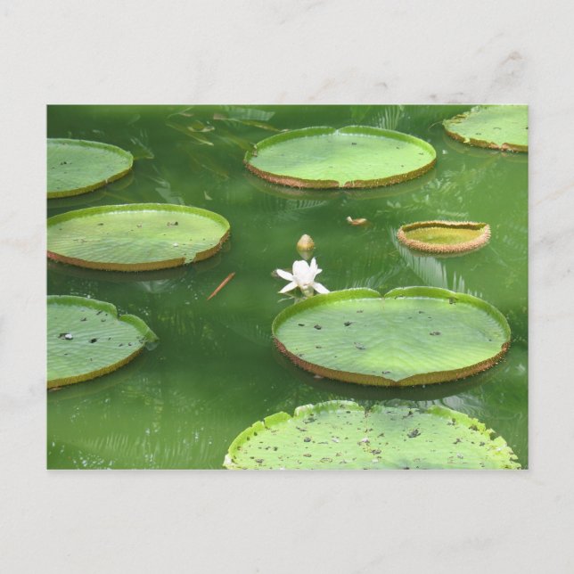 Grönt vatten lily vykort (Framsida)