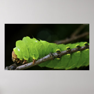 Grönt-vattenpelare Poster