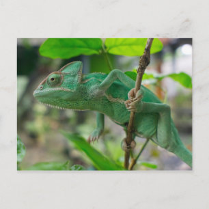 grönt vekad chameleon vykort