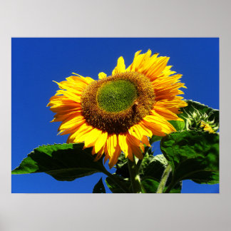 Grönt Velvet Solros Poster