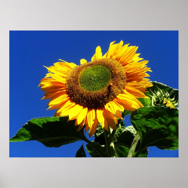 Grönt Velvet Solros Poster (Framsidan)