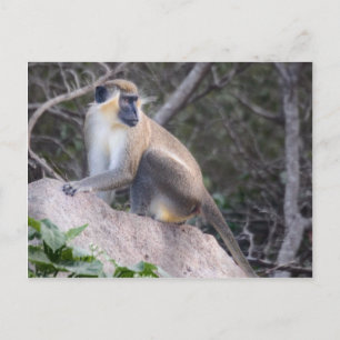 Grönt Vervet Monkey Nevis, Väster Indies Vykort