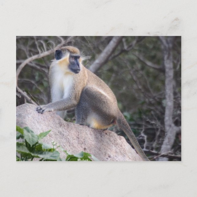 Grönt Vervet Monkey Nevis, Väster Indies Vykort (Framsida)
