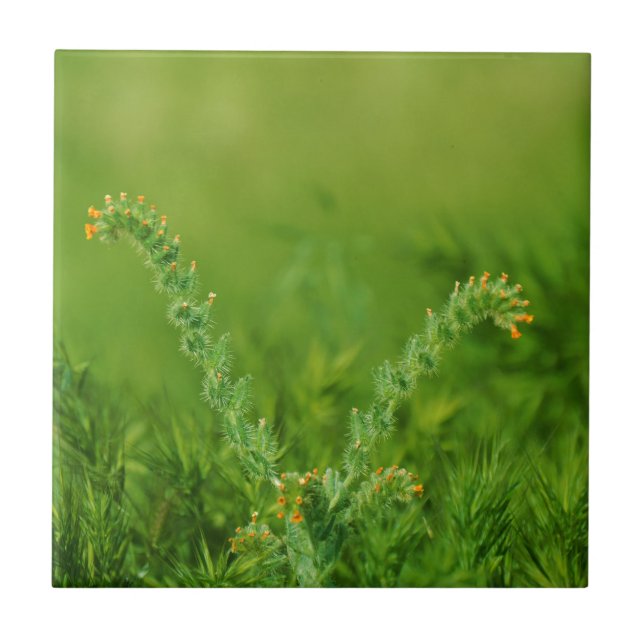 Grönt Vild Plant Kakelplatta (Framsidan)