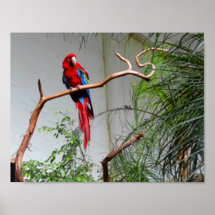 Grönt-vingad Macaw #2 Poster