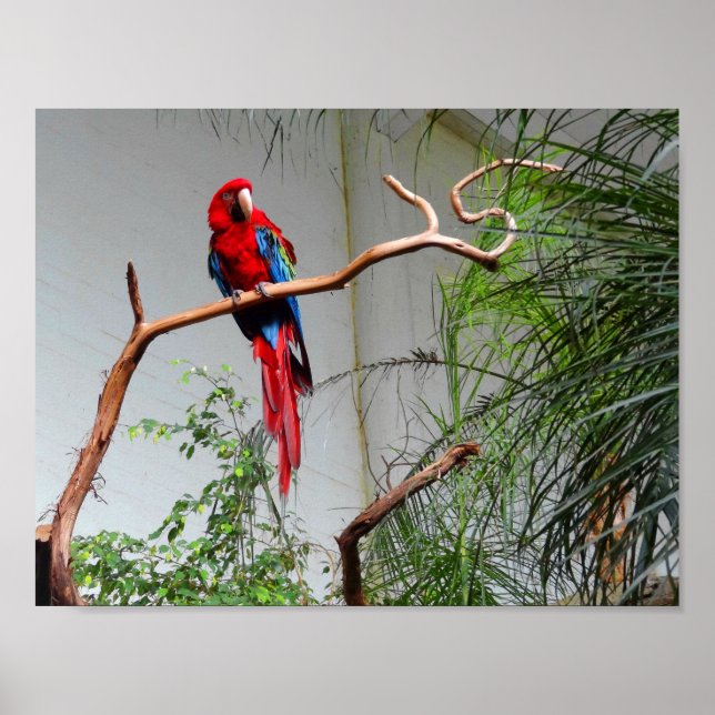 Grönt-vingad Macaw #2 Poster (Framsidan)