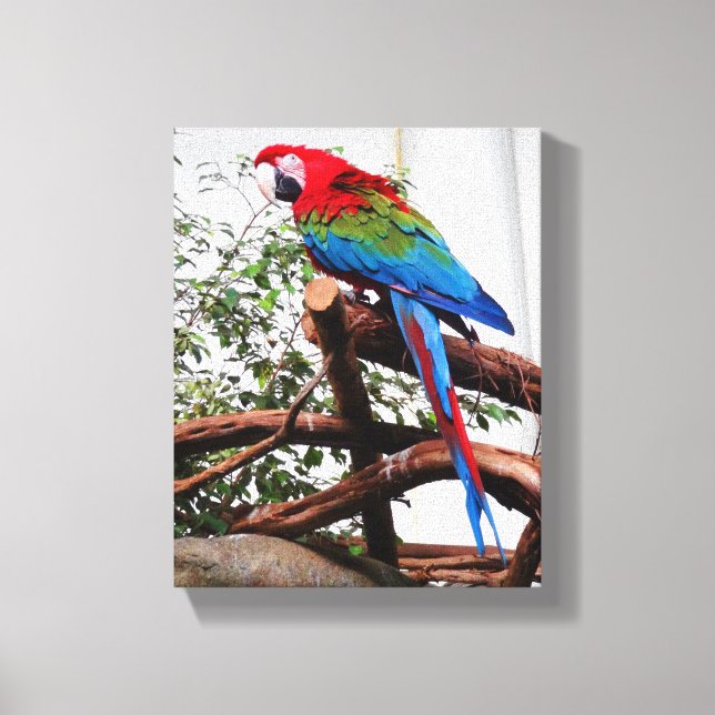 Grönt-vingad Macaw #3 Canvas (Framsida)