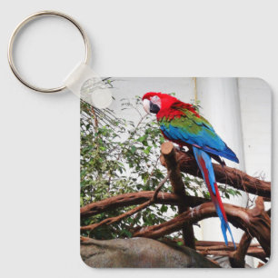 Grönt-vingad Macaw #3-nyckelkedja Nyckelring