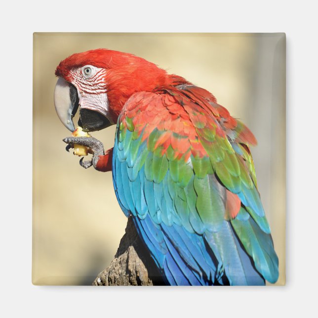 Grönt-vingad Macaw på perch Magnet (Framsidan)