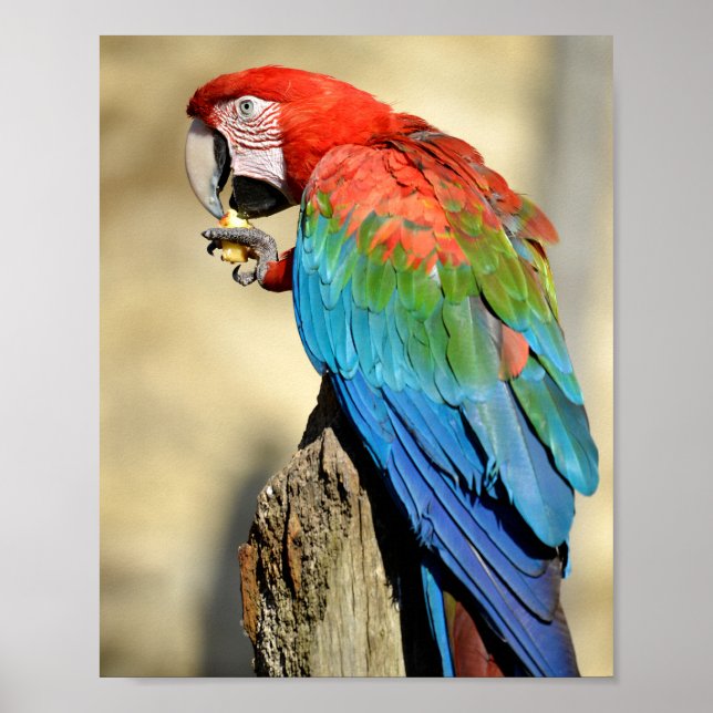 Grönt-vingad Macaw på perch Poster (Framsidan)